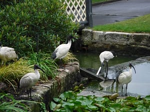 ibis in water
