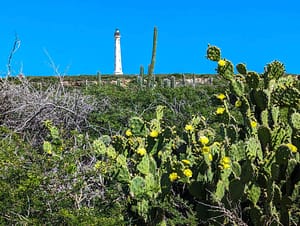California lighthouse and cactus