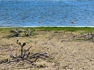 flamingos near shore