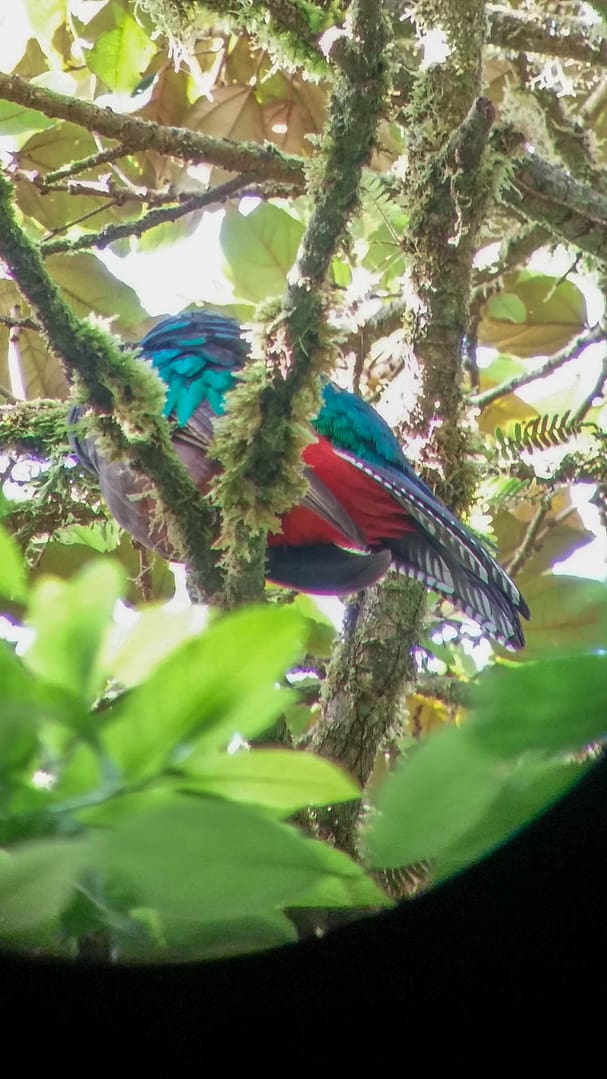 quetzal