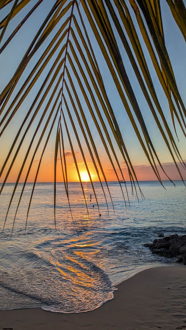 sunset through palm