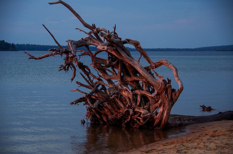 cool stump