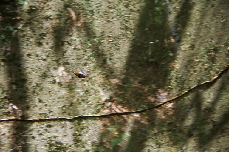morpho butterfly