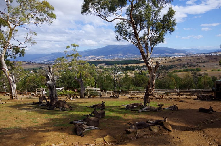 Kangaroos at Bonorong