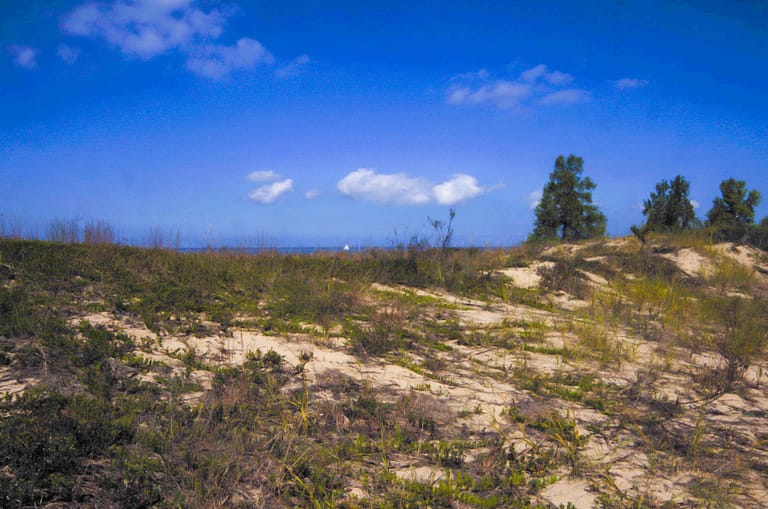 dune with tree