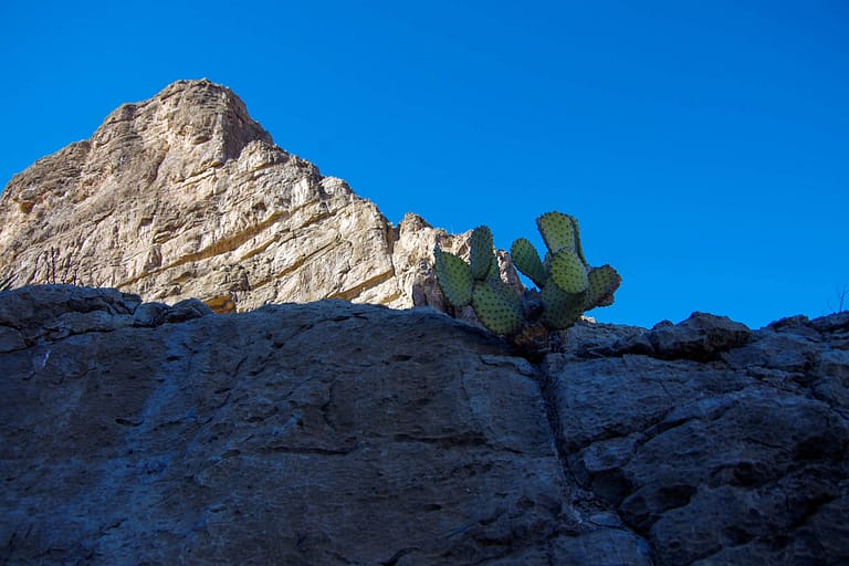 cactus and cliff wall