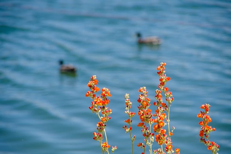ducks and flowers