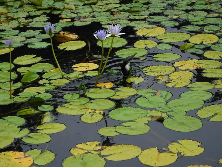 bird and lily pads