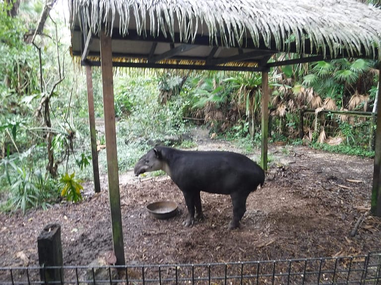 Tapir