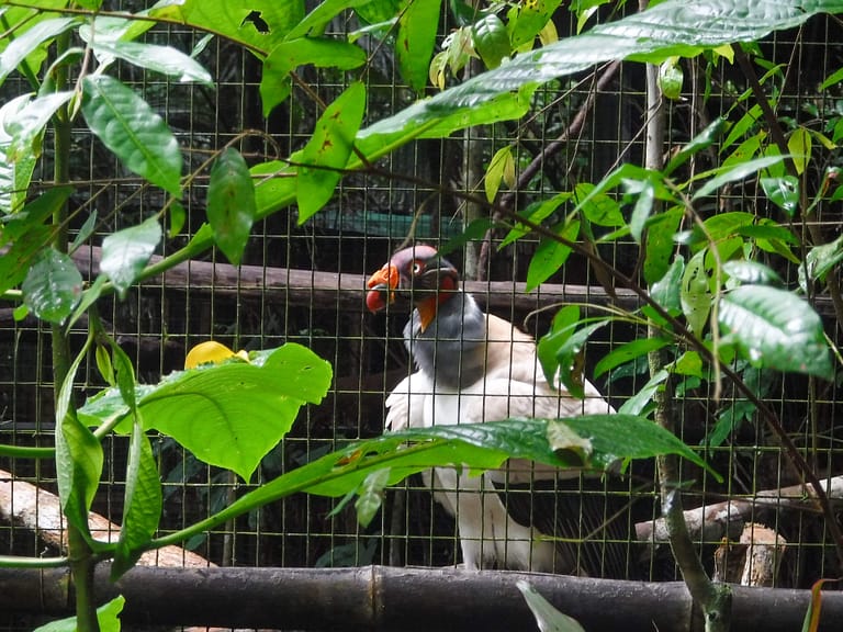 King vulture