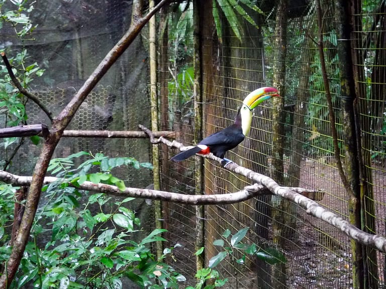 Toucan