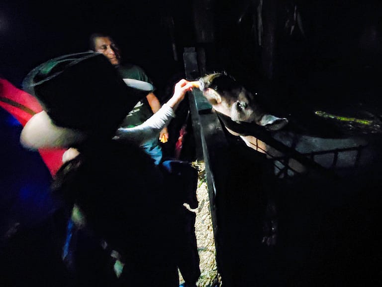 Feeding the tapir