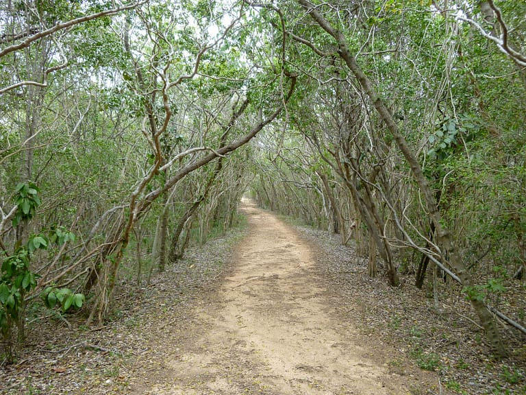 trail at Guanica dry forest