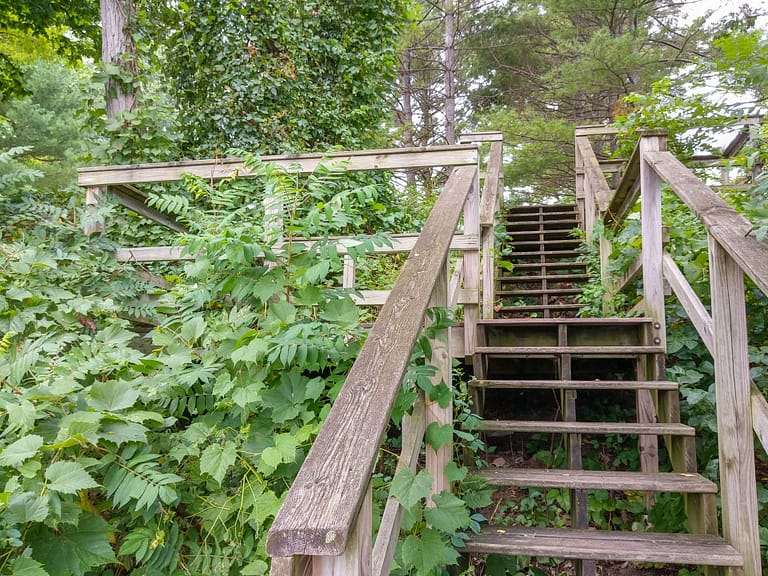 stairs with vines