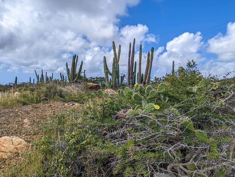 cactus