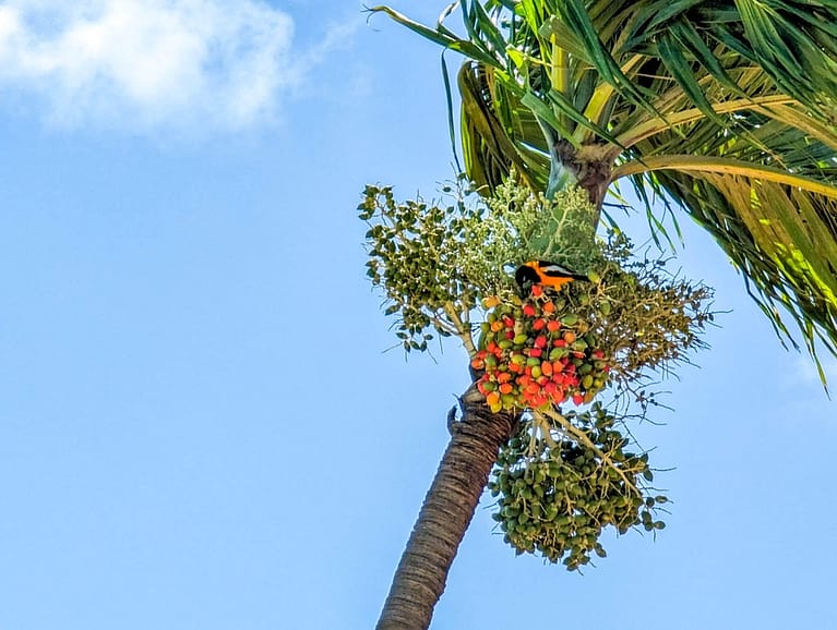 troupial in palm tree