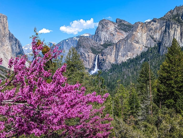 Yosemite Valley with redbud