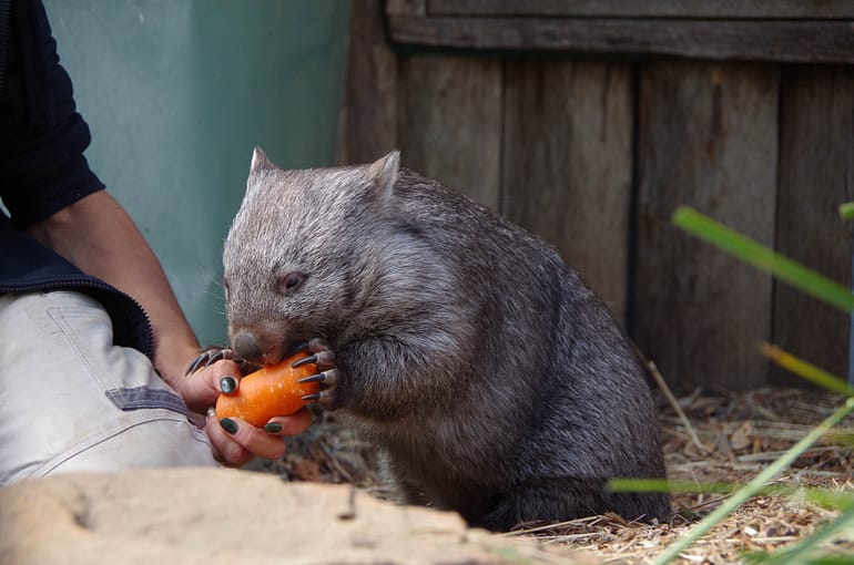 wombat