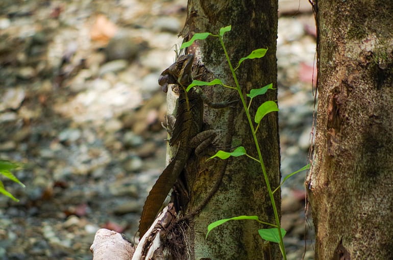 jc lizard