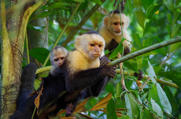 capuchins