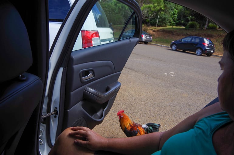 chicken that wants to get in the car
