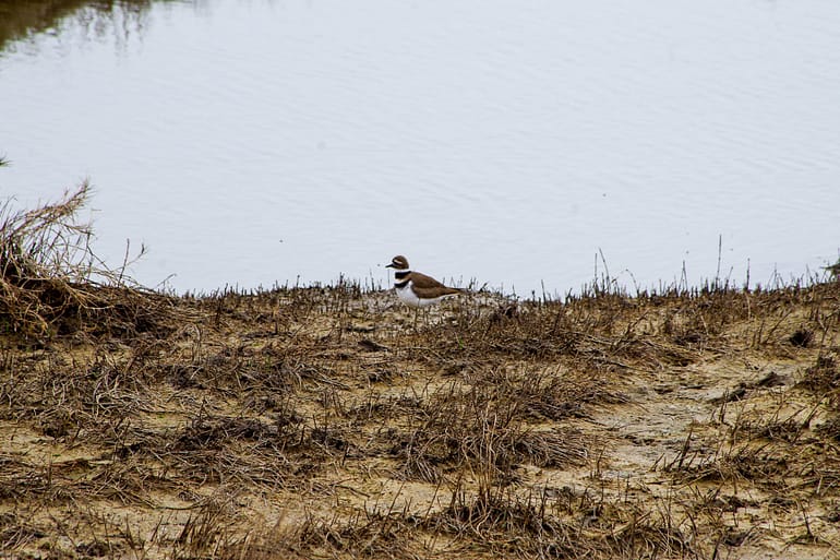 killdeer