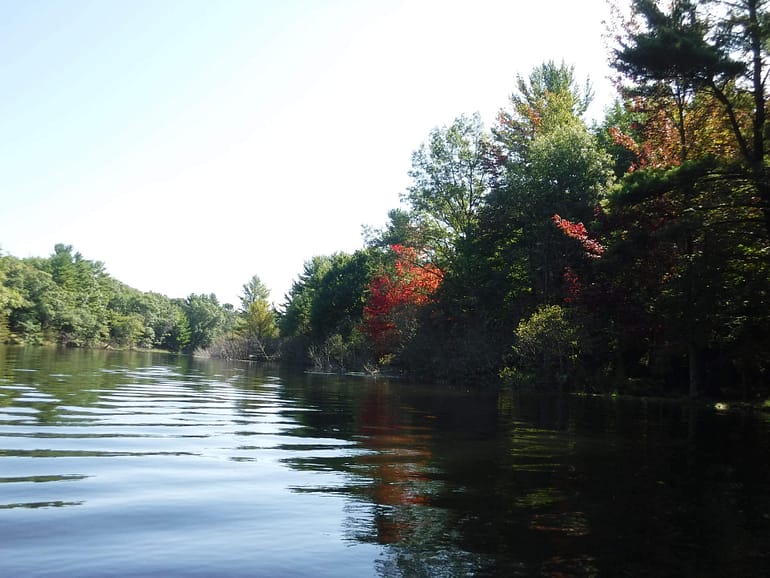 fall foliage