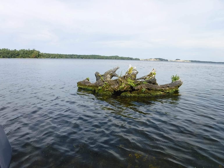 stump island in lake