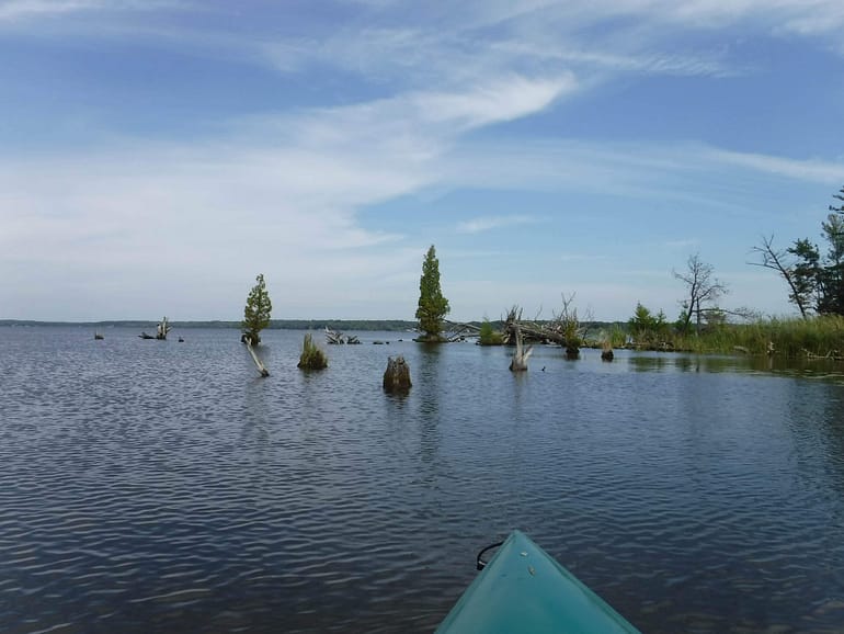 stump islands with trees