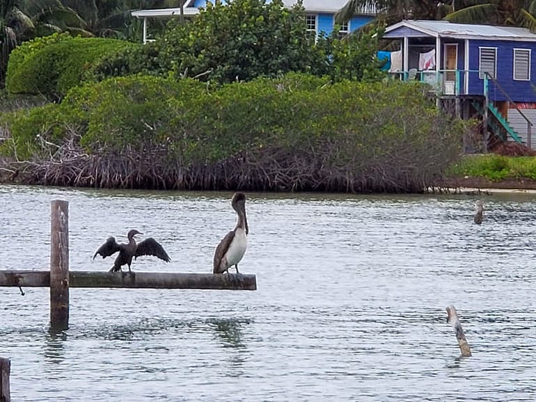 Cormorant and pelican