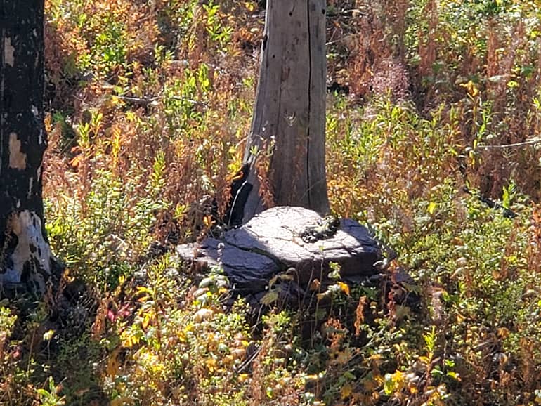 bear scat