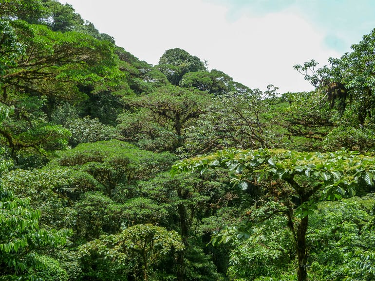 cloud forest