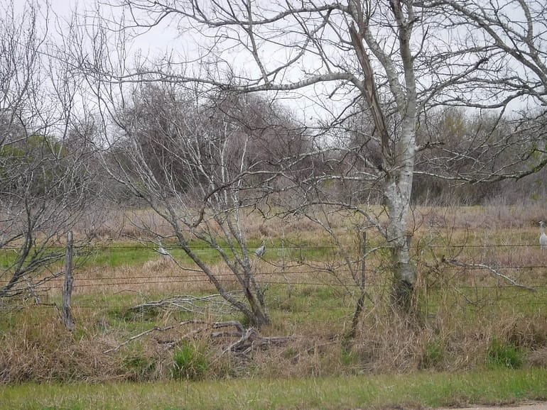 sandhill cranes