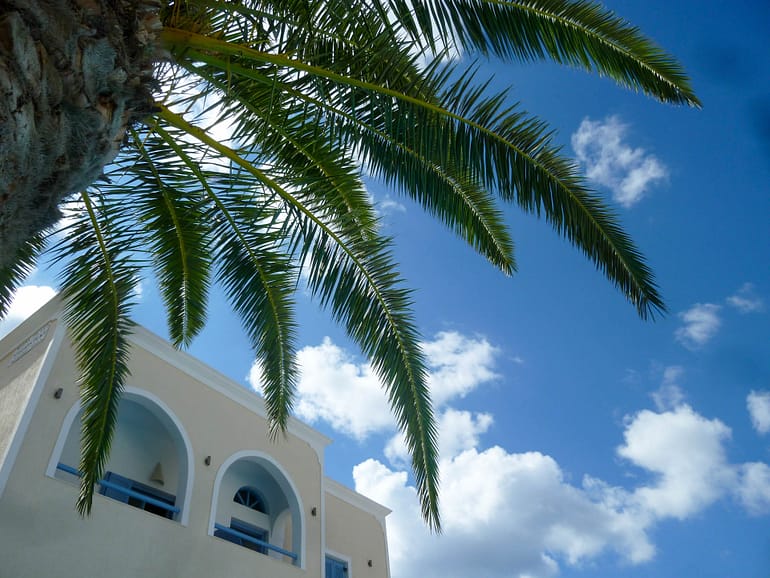 palm and blue sky