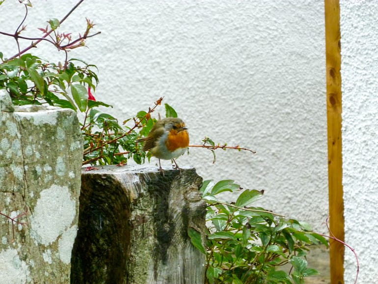 English robin