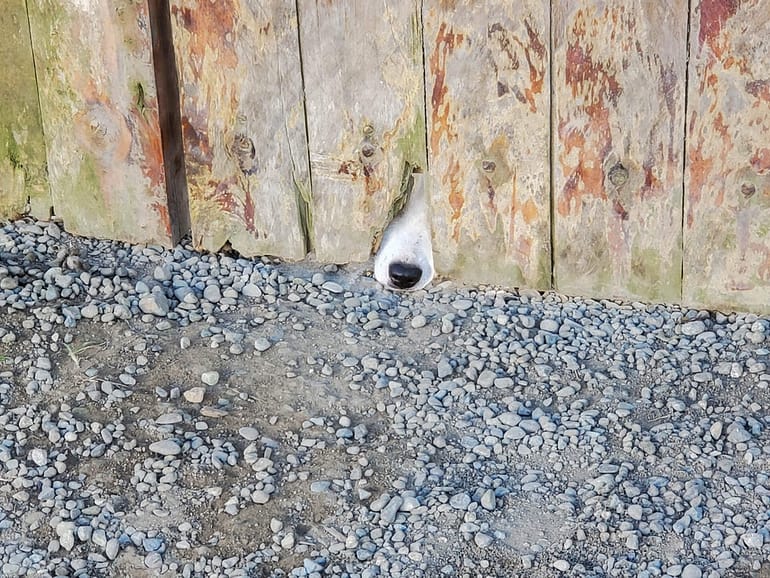 dog's nose through hole in fence