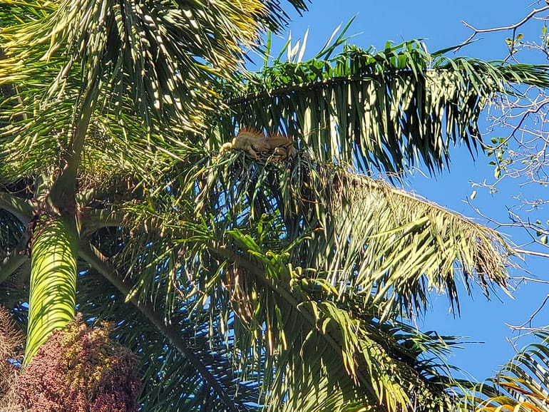 iguanas in palm tree