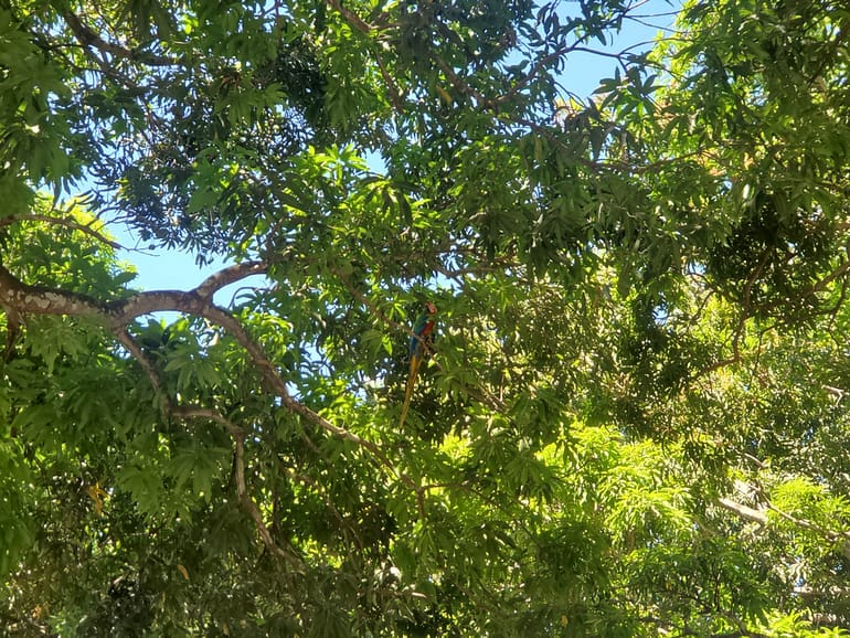 scarlet macaws