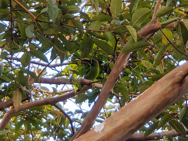 toucanet