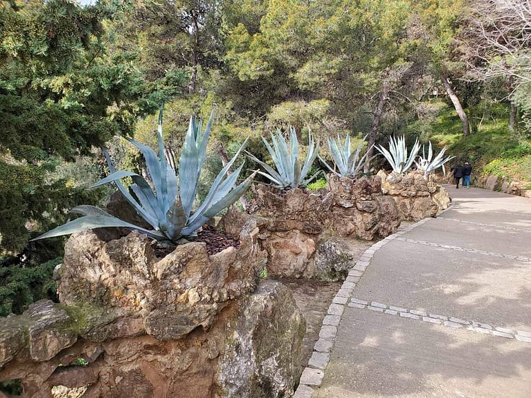 agave in planters