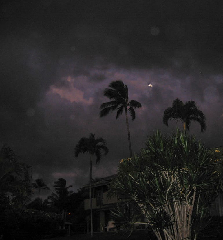 palms at night