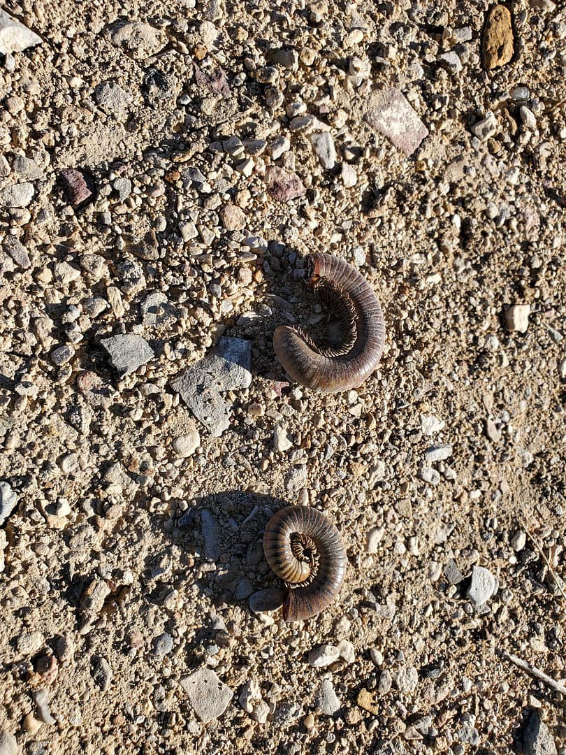 broken millipede