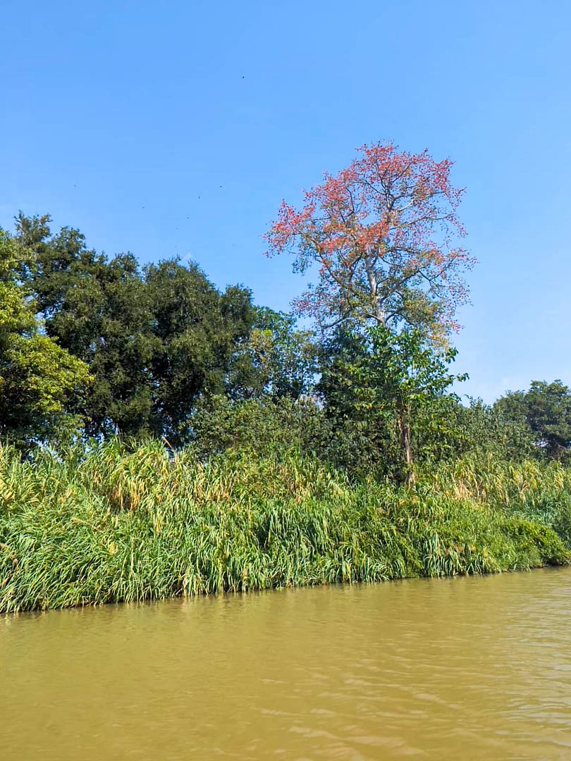 colorful tree next to river