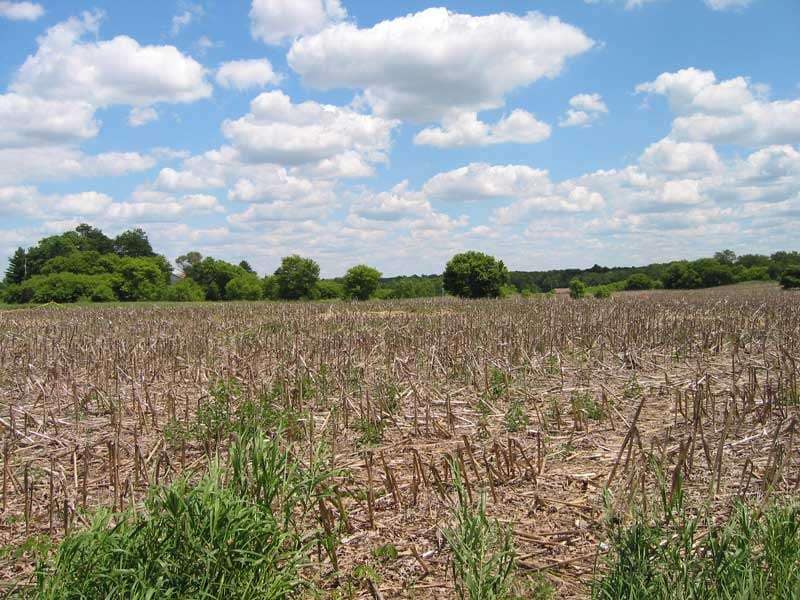 cornfield