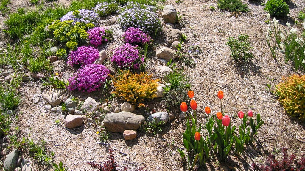 Foundation-11 rock berm with phlox and stonecrop