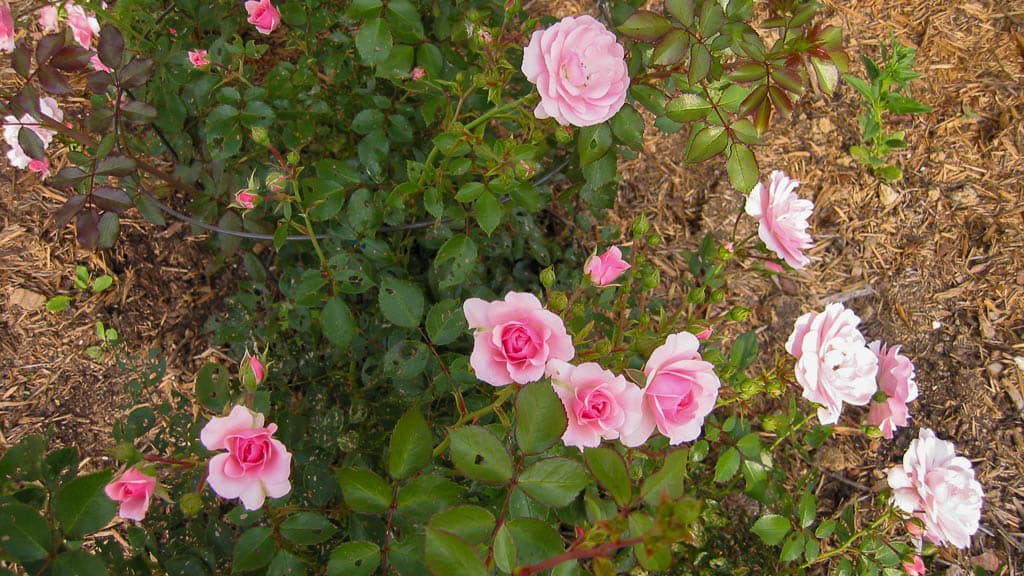 Foundation-13 bonica rose