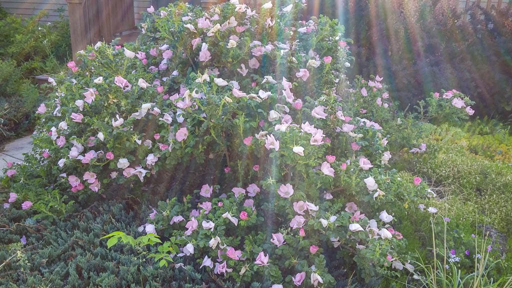 Foundation-14 Rugosa rose