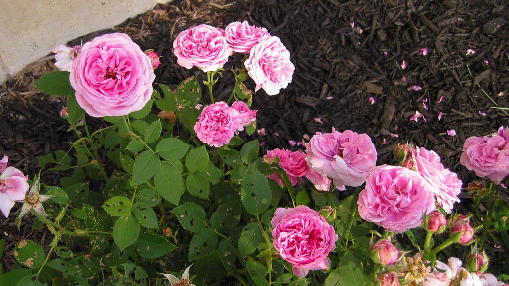 Foundation-15 Louise Odier rose closeup