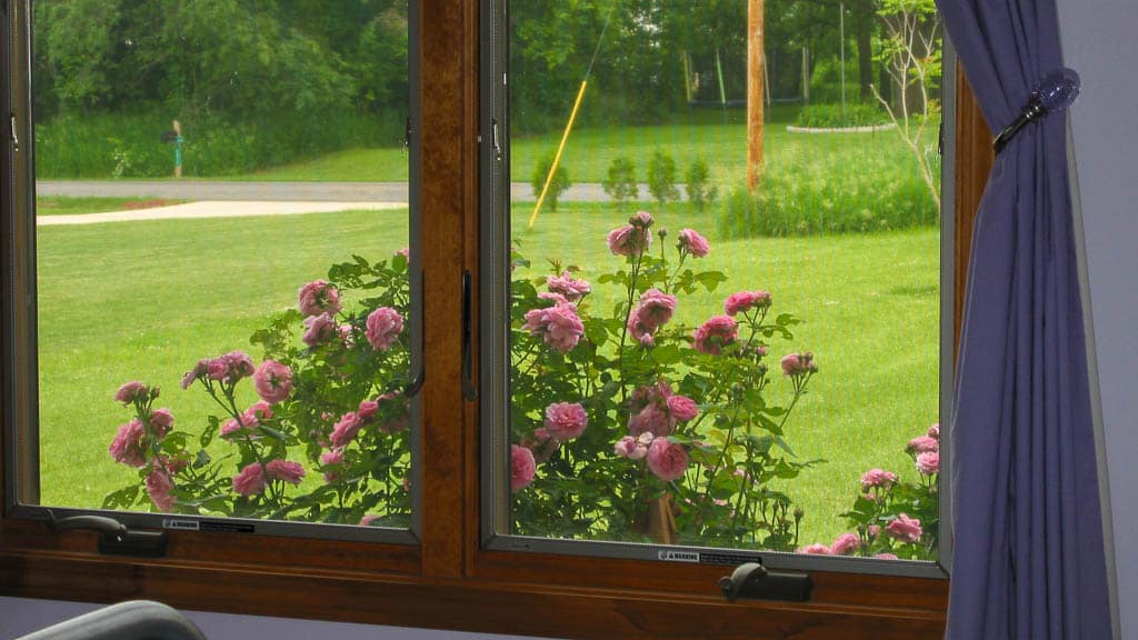 Foundation-16 Louise Odier rose from inside window