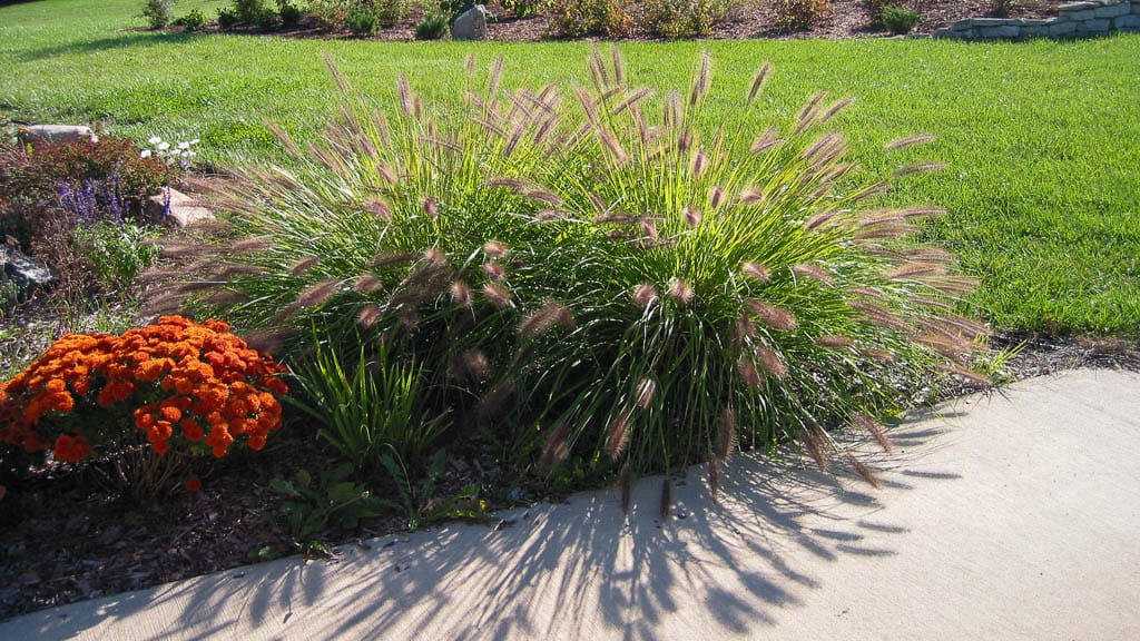 Foundation-19 black fountain grass in sun